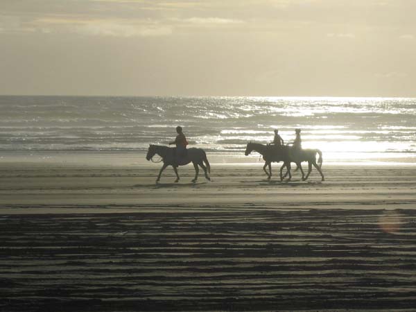 Horses on Muriwai